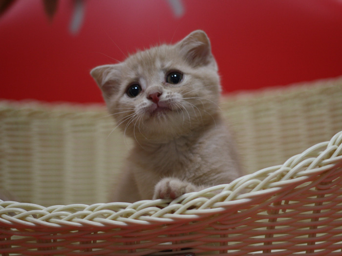 スコティッシュフォールドの子猫画像