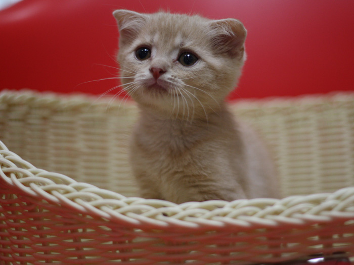 スコティッシュフォールドの子猫画像
