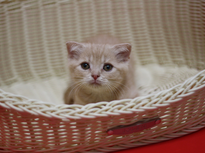 スコティッシュフォールドの子猫画像