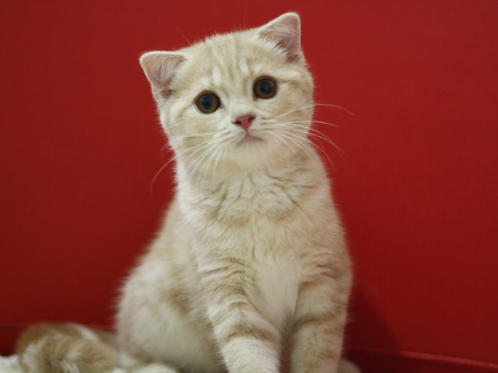 スコティッシュフォールドの子猫画像