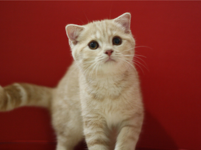 スコティッシュフォールドの子猫画像
