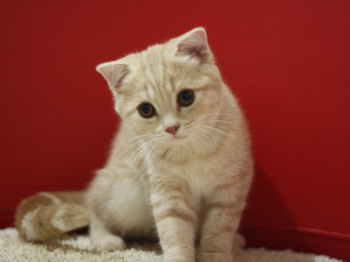 スコティッシュフォールドの子猫画像