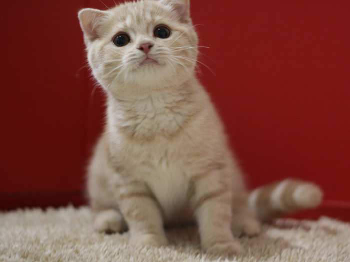 スコティッシュフォールドの子猫画像