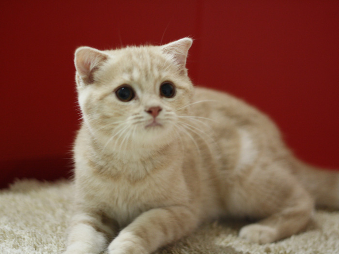 スコティッシュフォールドの子猫画像