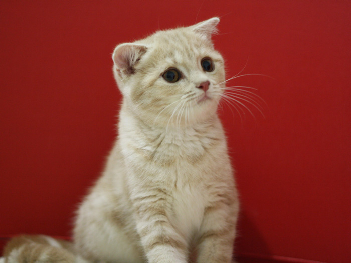 スコティッシュフォールドの子猫画像
