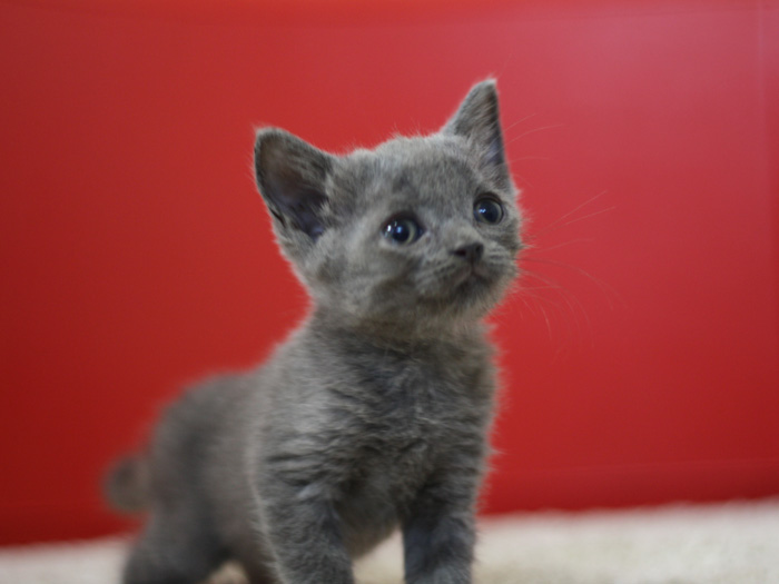 スコティッシュフォールドの子猫画像
