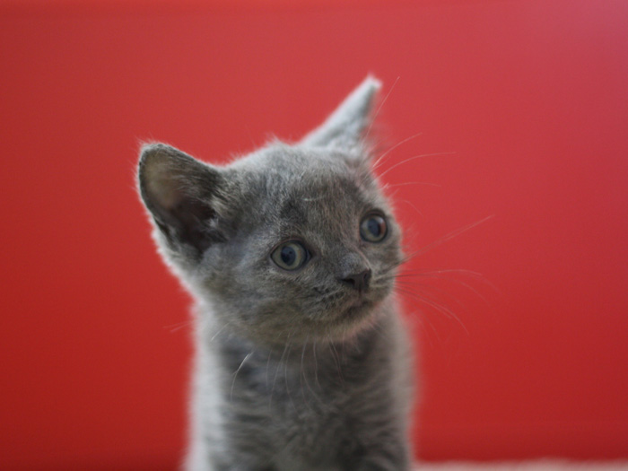 スコティッシュフォールドの子猫画像