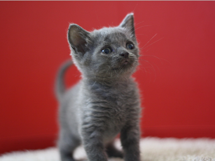 スコティッシュフォールドの子猫画像