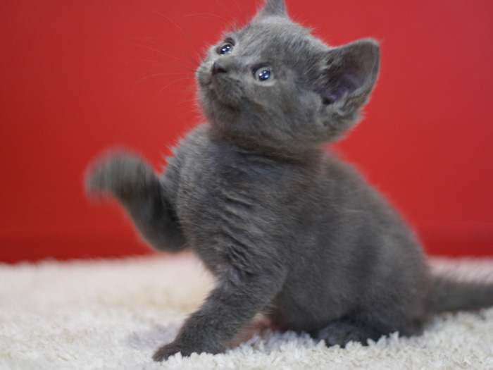 スコティッシュフォールドの子猫画像