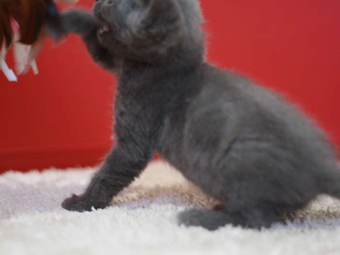 スコティッシュフォールドの子猫画像