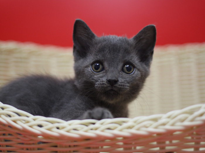 スコティッシュフォールドの子猫画像