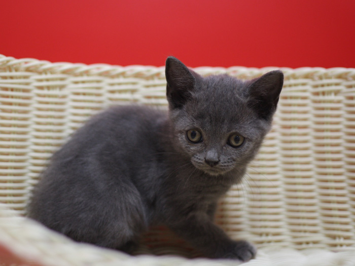 スコティッシュフォールドの子猫画像
