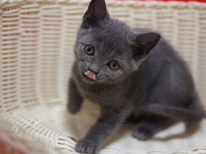 スコティッシュフォールドの子猫画像