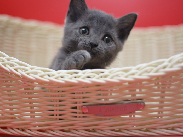スコティッシュフォールドの子猫画像