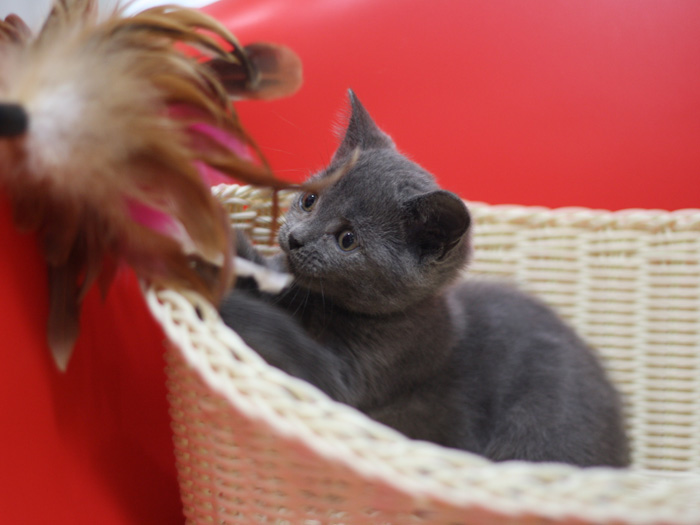 スコティッシュフォールドの子猫画像