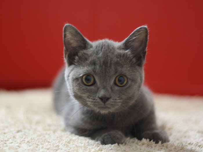スコティッシュフォールドの子猫画像