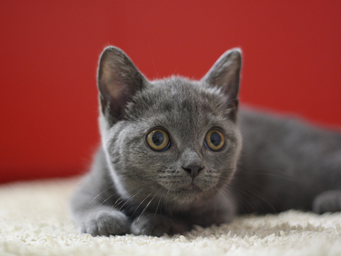 スコティッシュフォールドの子猫画像