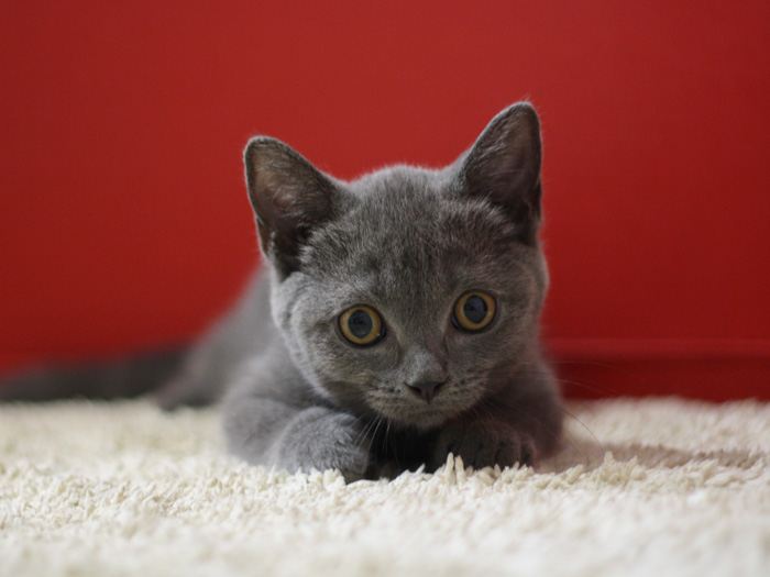 スコティッシュフォールドの子猫画像