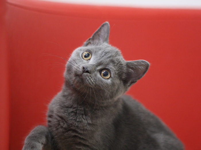 スコティッシュフォールドの子猫画像