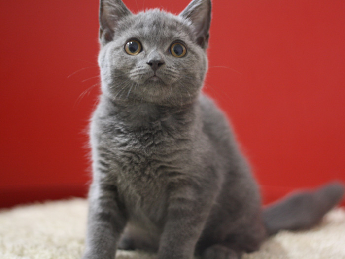 スコティッシュフォールドの子猫画像