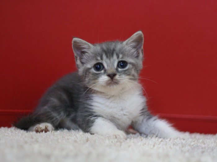 スコティッシュフォールドの子猫画像