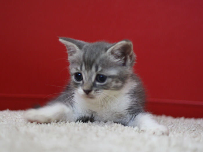 スコティッシュフォールドの子猫画像