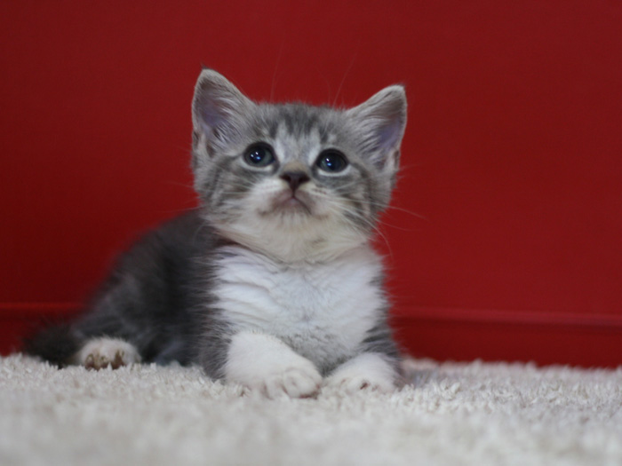 スコティッシュフォールドの子猫画像