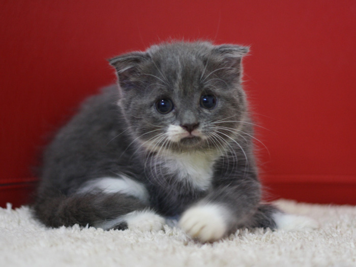 スコティッシュフォールドの子猫画像