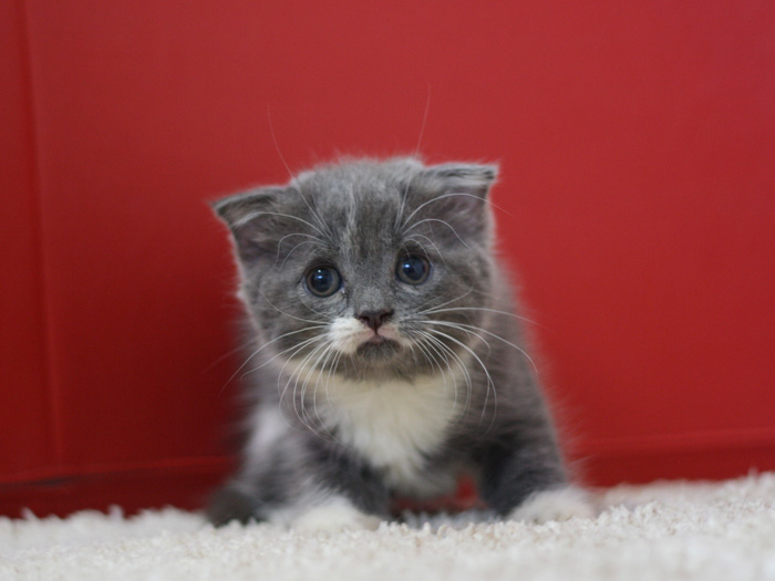 スコティッシュフォールドの子猫画像