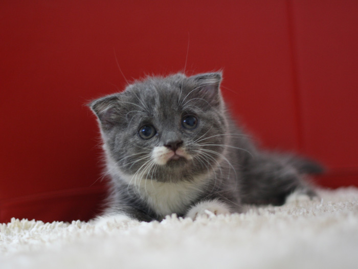 スコティッシュフォールドの子猫画像
