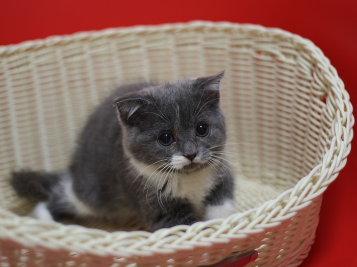 スコティッシュフォールドの子猫画像