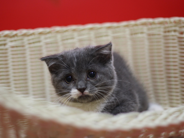 スコティッシュフォールドの子猫画像