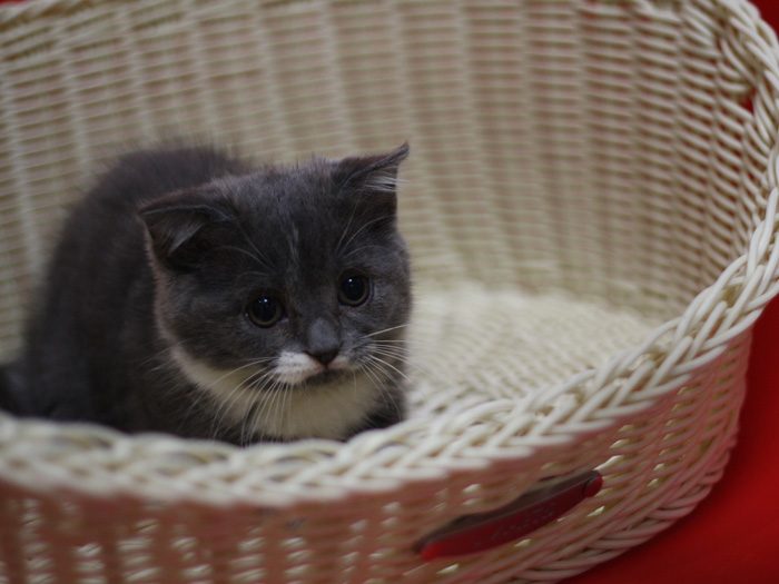 スコティッシュフォールドの子猫画像