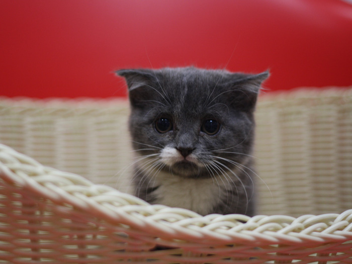 スコティッシュフォールドの子猫画像