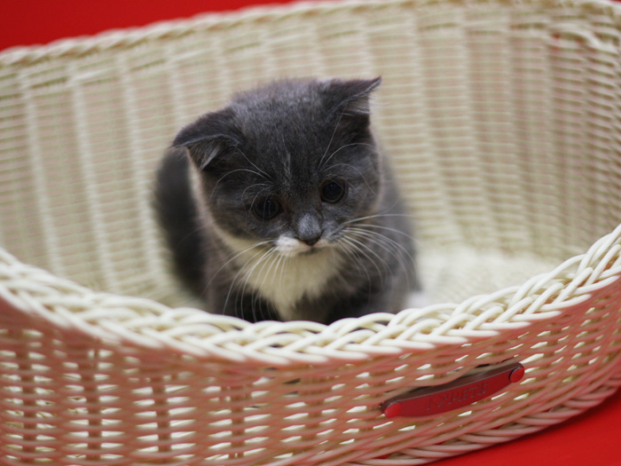 スコティッシュフォールドの子猫画像