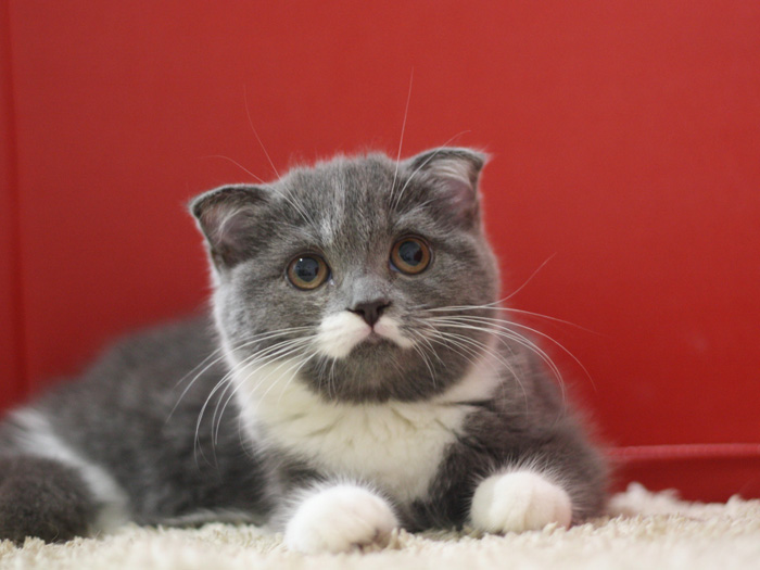 スコティッシュフォールドの子猫画像