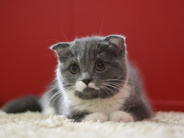 スコティッシュフォールドの子猫画像