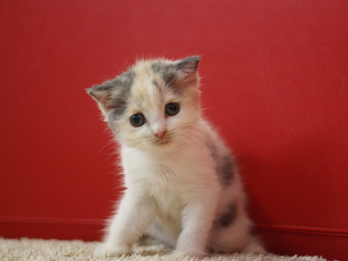 スコティッシュフォールドの子猫画像