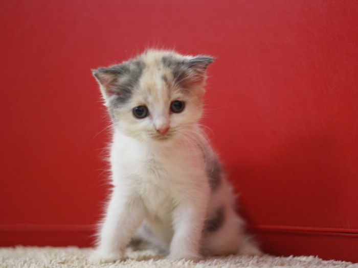 スコティッシュフォールドの子猫画像