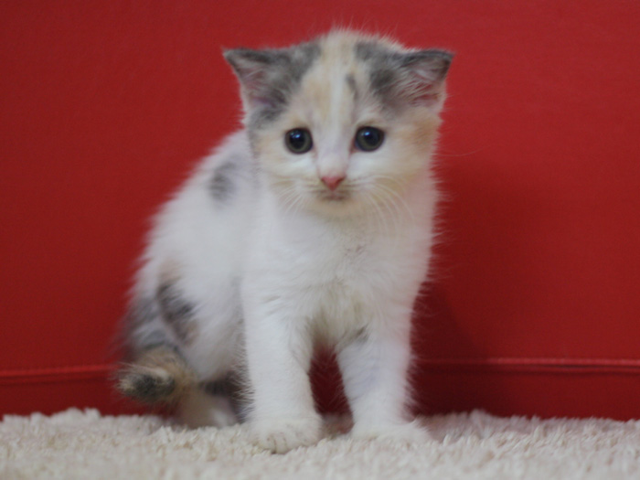 スコティッシュフォールドの子猫画像