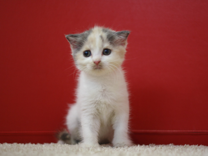 スコティッシュフォールドの子猫画像
