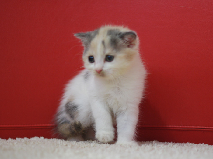 スコティッシュフォールドの子猫画像