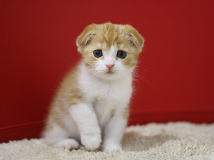 スコティッシュフォールドの子猫画像