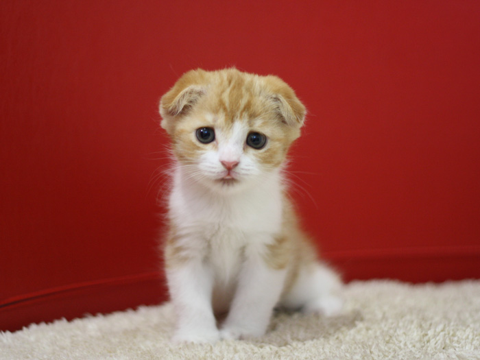 スコティッシュフォールドの子猫画像