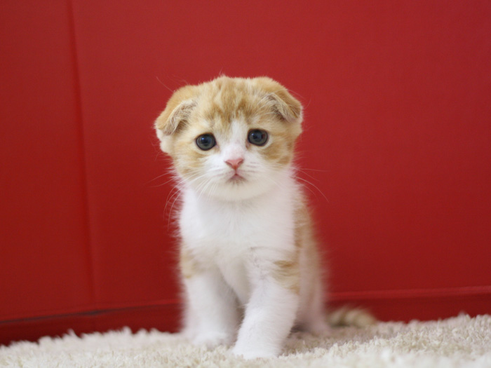 スコティッシュフォールドの子猫画像