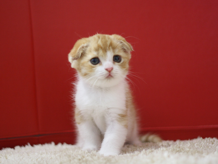 スコティッシュフォールドの子猫画像