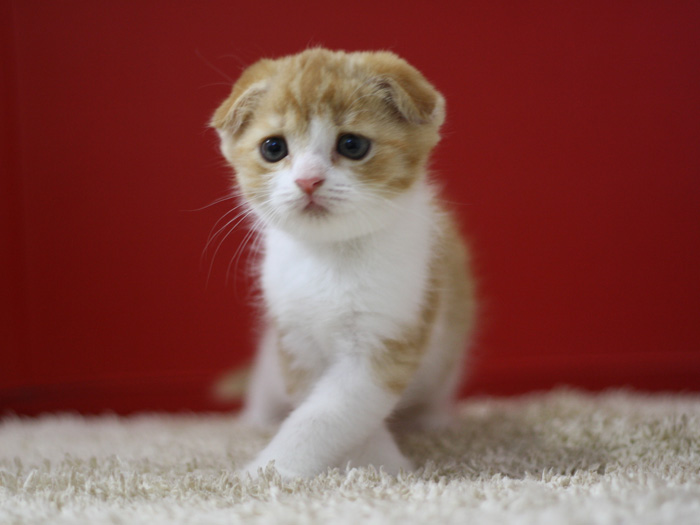 スコティッシュフォールドの子猫画像
