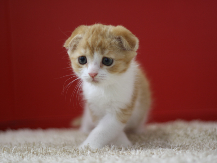 スコティッシュフォールドの子猫画像