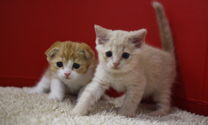 スコティッシュフォールドの子猫画像
