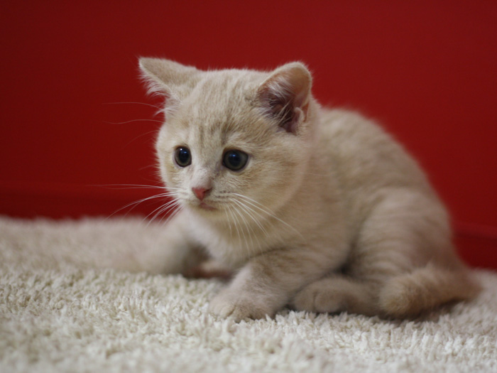 スコティッシュフォールドの子猫画像